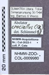 Etiketten zu Calais putridus (NHMW-ZOO-COL-0009980)